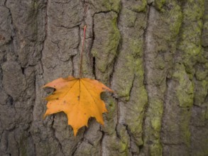 A leaf on the bark of a tree in autumn. Colourful in the season Austria