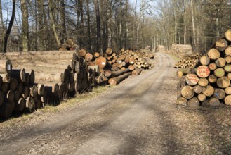 Forestry after Cyclone Friederike, near Oberweser, Weser Uplands, Weserbergland, Hesse, Germany