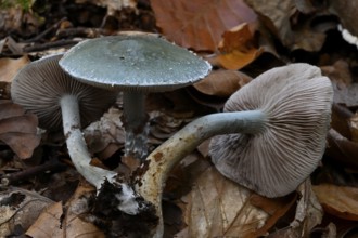 Green-spotted mushroom (Stropharia aeruginosa), Lower Franconia, Bavaria, Germany