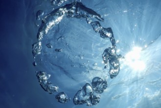 Underwater Bubble Ring Ascends towards the Sun