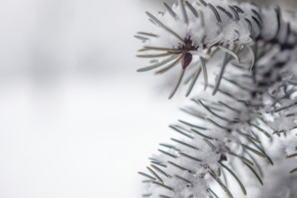 Winter tree background