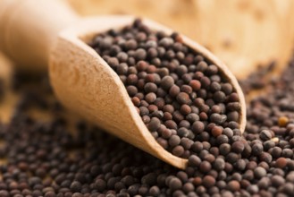 Brown mustard seeds