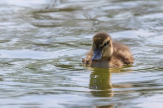 Mallard Duck Baby on water surface, Ducklings Swimming