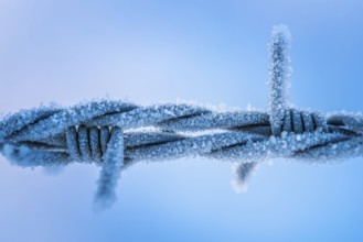 Frosted wire mesh fence in wintertime in blue colours. Frosted iron fence in wintertime in blue