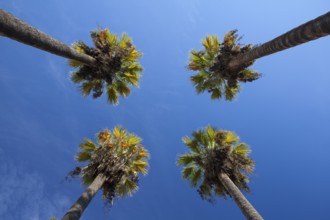 Nice four palm trees in the blue sky. Date palm trees.Perspective view from floor high up