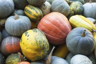 Pumpkin harvesting as a background, different types of pumpkin