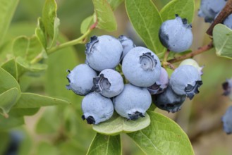 Blueberry (Vaccinium corymbosum 'Windsor'), Marquardt, Brandenburg, Germany
