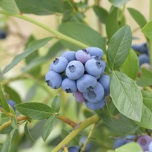 Blueberry (Vaccinium corymbosum 'Patriot'), Bundessorteamt, Marquardt testing centre, Marquardt,
