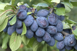 Plum (Prunus domestica 'Jojo'), Bundessortenamt Prüfstelle Marquardt, Marquardt, 81