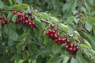 Sweet cherry (Prunus avium 'Bianca'), Bundessorteamt, Marquardt testing centre, Marquardt, 81