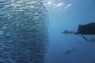 Atlantic grouper hunting sardines, Istiophorus albicans, Isla Mujeres, Yucatan Peninsula,