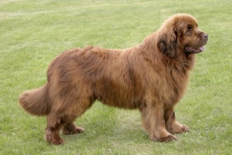 The portrait of Newfoundland brown dog in the garden
