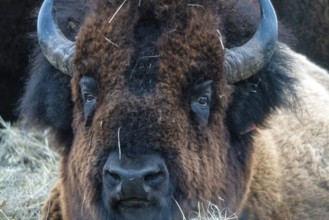 Close Up Bison Buffalo in Saskatchewan Canada