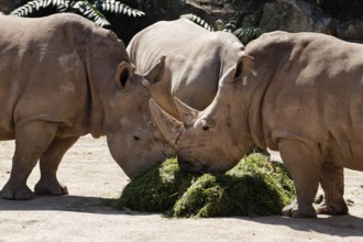 Southern white rhinoceros, Ceratotherium simum simum