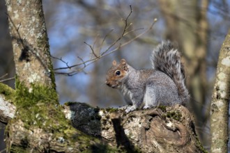 Grey Squirrel, Sciurus carolinensis, watching from a tree