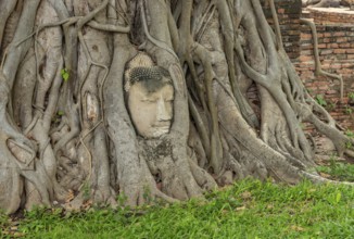 A picture of the famous Buddha face in dodhi tree roots at the Wat Mahathat Temple