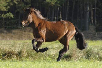 Icelandic horse at a gallop