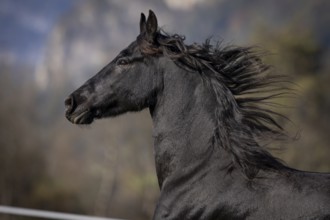 Frisian gelding in the pasture in autumn