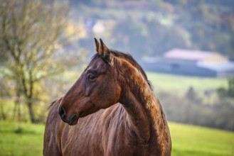 A view of a beautiful horse in nature in the background a pasture