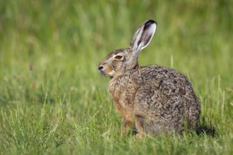 European hare, Lepus europaeus