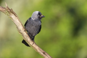 Western jackdaw (Corvus monedula), Choucas des tours, Grajilla Común, Grajilla, Texel, Tiszaalp-r,