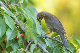 Blackbird (Turdus merula), one, individual, biotope, habitat, perch, garden, Neuhofen,