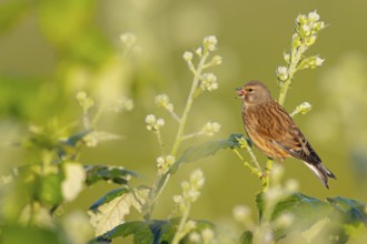 Linnet, Common Linnet, Eurasian Linnet, (Carduelis cannabin), (Acanthis cannabina), Linotte