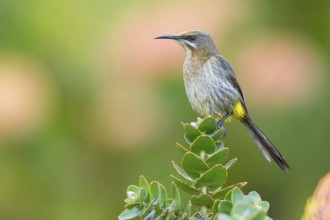 Cape sugarbird (Promerops cafer), Harold Porter National Botanical Gardens, Betty's Bay, Western