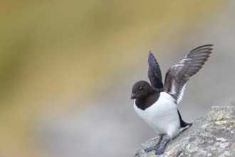 Cory's Grebe, Plautus alle, Dovekie, Little Auk, (Mergule nain), Mérgulo atlántico, Longyearbyen,