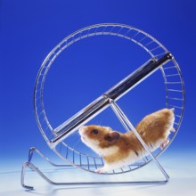 A golden hamster running in a hamster wheel, running wheel, (Mesocricetus auratus), Syrian golden