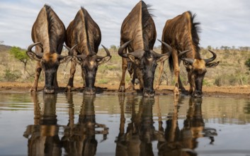 Animals, Mammals, Wildebeest, four wildebeest, herd of wildebeest drinking water at a waterhole,