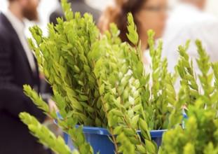 Ancient Jewish autumn holiday Sukkot. Sale of ritual plants on the traditional pre-holiday market