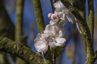 White cherry blossoms blooming between branches against a blue sky, Borken, Münsterland, Germany