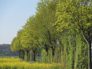 Line of green trees in spring under a cloudless sky, stadtlohn, münsterland, germany