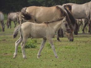 A foal runs in a meadow, surrounded by other wild horses in a natural environment, merfeld, North