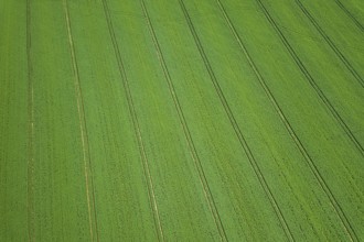 Rapeseed green field in spring, Aerial View