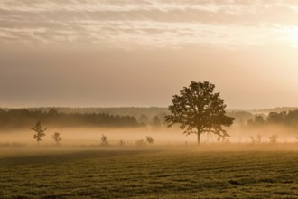 Lonely tree on the ground with morning mist
