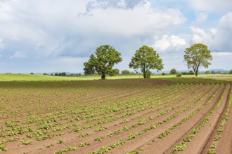 Potato cultivation on a field in the countryside
