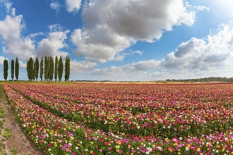 Multi-colored garden buttercups bloom in fields in southern Israel. Spring blue sky and light white