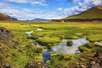 The picturesque valley in Landmannalaugar national park. Summer in Iceland. Green grass among the