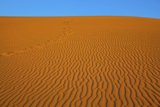 The small waves of orange sand. Early morning in a picturesque part of Death Valley, USA. Mesquite