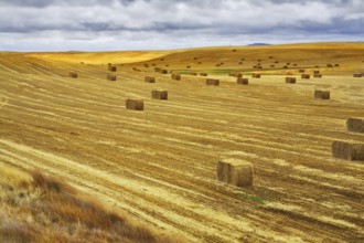 Huge field in state of Montana after a harvest. More magnificent pictures from the American and