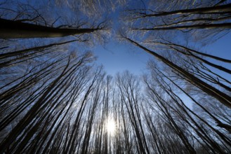 Primeval forest Urwald Sababurg, Hofgeismar, Weser Uplands, Weserbergland, Hesse, Germany