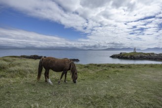 Brown horse grazing on a green meadow by the sea with Twr Mawr Lighthouse in the background, Ynys
