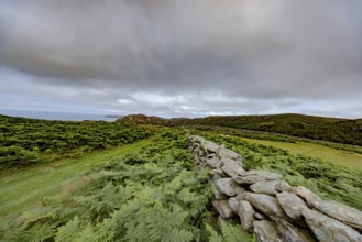 Hilly landscape with green meadows, bracken and stone wall, dry stone wall on the edge of Snowdonia