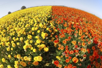 Magnificent field of yellow and red buttercups on a sunset, photographed by an objective the Fish