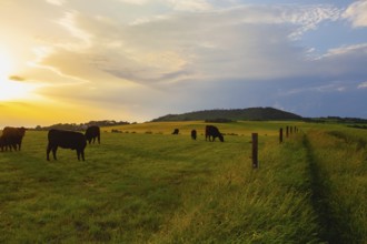 On the pasture in Central Bohemian Highlands, Czech Republic. Central Bohemian Uplands is a