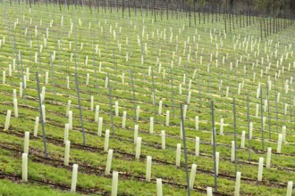 Young hop fields for the local beer brewery at the Dutch countryside around Slenaken, The