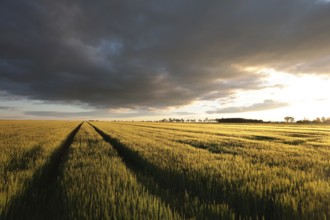 Spring sunrise over a field of wheat