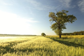 A single oak tree in a grain field during sunrise